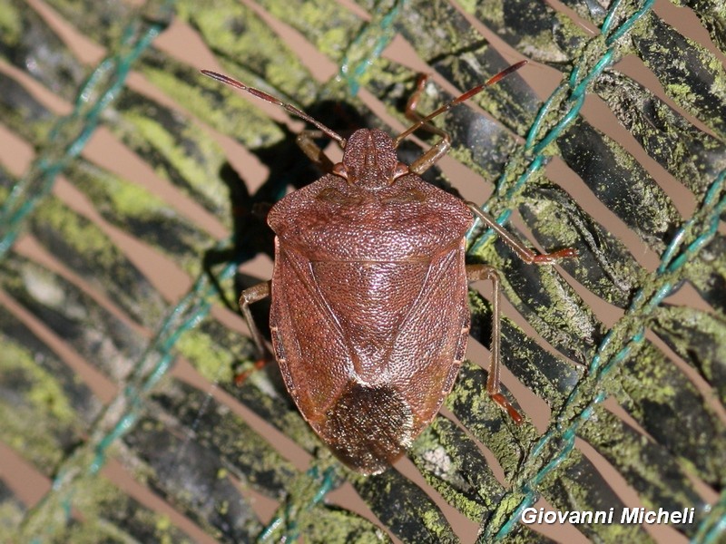 Pentatomidae:  Palomena prasina